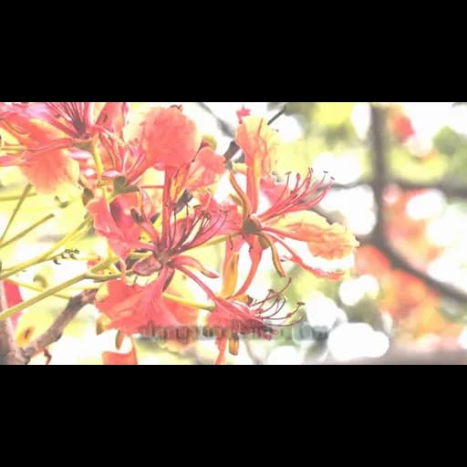ยูงทอง