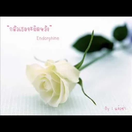 กลัวเธอจะผิดหวัง