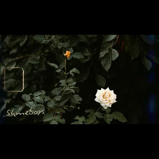 กุหลาบขาว (White Rose)