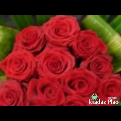 กุหลาบแดง