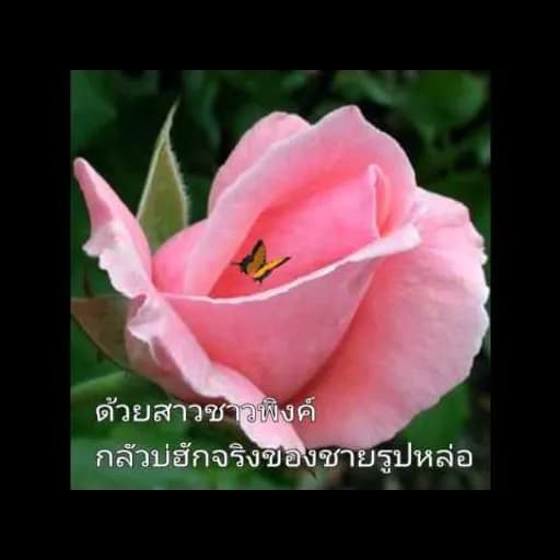 กุหลาบเวียงพิงค์