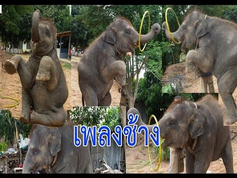 ช้าง - เพลงเด็ก