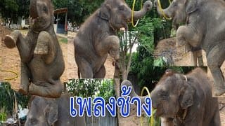 ช้าง - เพลงเด็ก