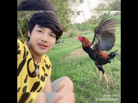 มนต์ฮักกาดน้ำไก่ - ลำเพลิน วงศกร