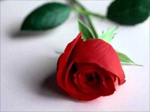 ดอกเดียว - ป้าง นครินทร์