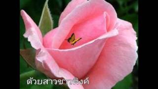 กุหลาบเวียงพิงค์ อรวี สัจจานนท์