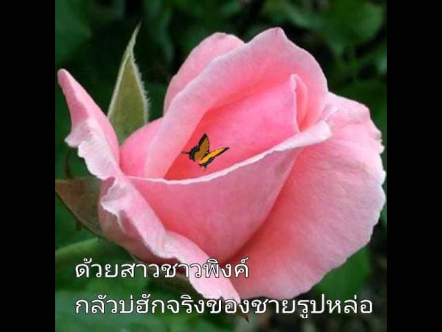 คอร์ดเพลง กุหลาบเวียงพิงค์ อรวี สัจจานนท์