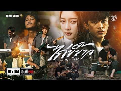 ไก่ขี้ขาว - วงนิยม