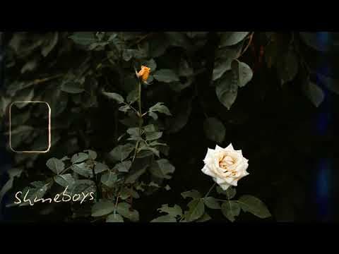 กุหลาบขาว (White Rose) - Shineboys