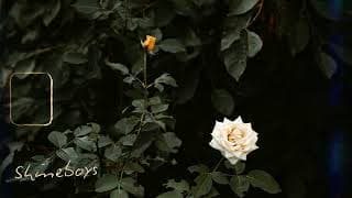 กุหลาบขาว (White Rose) - Shineboys