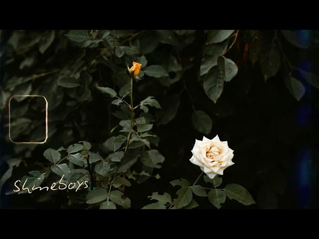 กุหลาบขาว (White Rose) - Shineboys
